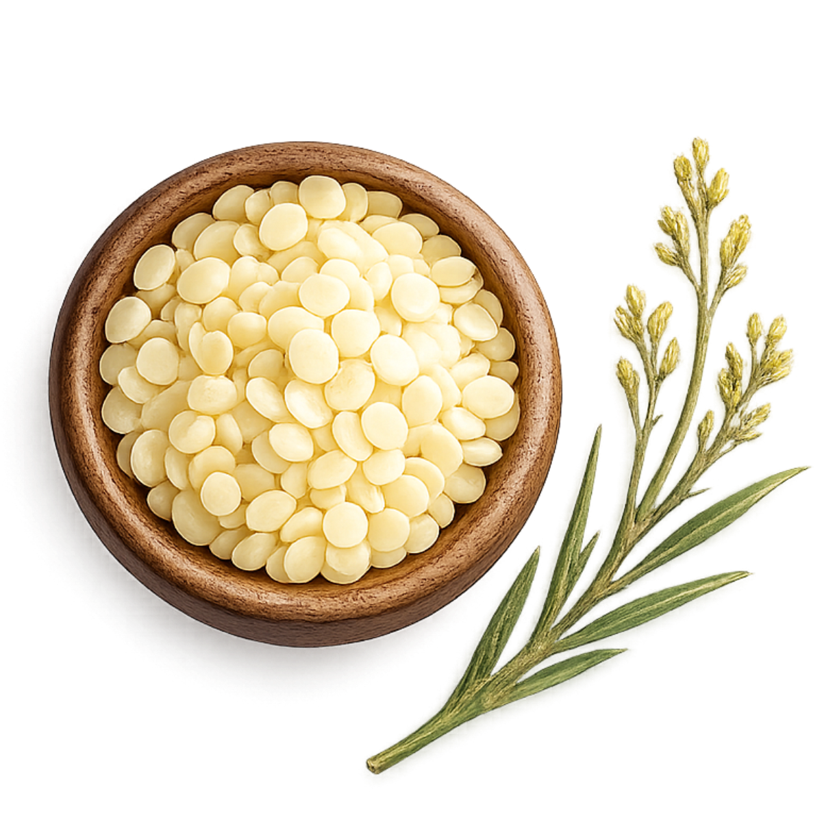 Candelilla wax icon